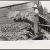 Sharecropper family near Manning, South Carolina. One of the sons is "putting in" tobacco