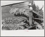 Sharecropper family near Manning, South Carolina. One of the sons is "putting in" tobacco