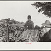 Sharecropper's children tying tobacco, near Manning, South Carolina