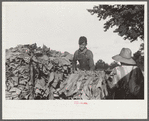 Sharecropper's children tying tobacco, near Manning, South Carolina