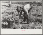 Picking up and loading sweet potatoes of Mr. Foushee, owner-operator. Mr. Foushee is sixty-five, has nineteen children. One of his neighbors is helping them get a small share of potatoes