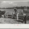 Picking up and loading sweet potatoes of Mr. Foushee, owner-operator. Mr. Foushee is sixty-five; has nineteen children. One of his neighbors is helping them get a small share of potatoes