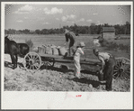 Picking up and loading sweet potatoes of Mr. Foushee, owner-operator. Mr. Foushee is sixty-five; has nineteen children. One of his neighbors is helping them get a small share of potatoes
