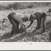 Picking up and loading sweet potatoes of Mr. Foushee, owner-operator. Mr. Foushee is sixty-five; has nineteen children. One of his neighbors is helping them get a small share of potatoes