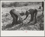 Picking up and loading sweet potatoes of Mr. Foushee, owner-operator. Mr. Foushee is sixty-five; has nineteen children. One of his neighbors is helping them get a small share of potatoes