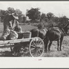 Picking up and loading sweet potatoes of Mr. Foushee, owner-operator. Mr. Foushee is sixty-five; has nineteen children. One of his neighbors is helping them get a small share of potatoes