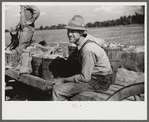 Mr. Foushee's neighbor who was helping them pick up and load wagon of sweet potatoes. He received a small share. On highway No. 144 near intersection with highway No. 14. Orange County, North Carolina