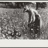 Negro sharecropper, Will Cole, picking cotton. The owner is Mrs. Rigsby, a white woman. About five miles below Chapel Hill, going south on highway toward Bynum in Chatham County, North Carolina