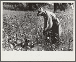 Negro sharecropper, Will Cole, picking cotton. The owner is Mrs. Rigsby, a white woman. About five miles below Chapel Hill, going south on highway toward Bynum in Chatham County, North Carolina