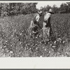 Negro sharecropper, Will Cole, picking cotton. The owner is Mrs. Rigsby, a white woman. About five miles below Chapel Hill, going south on highway toward Bynum in Chatham County, North Carolina