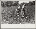 Negro sharecropper, Will Cole, picking cotton. The owner is Mrs. Rigsby, a white woman. About five miles below Chapel Hill, going south on highway toward Bynum in Chatham County, North Carolina