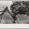 Corn shocks against barn, on road toward Frogsboro, Caswell County, North Carolina