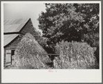 Corn shocks against barn, on road toward Frogsboro, Caswell County, North Carolina