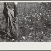 Negro sharecropper picking cotton on farm belonging to a white woman. About five miles below Chapel Hill going south on highway toward Bynum in Chatham County, North Carolina