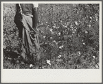 Negro sharecropper picking cotton on farm belonging to a white woman. About five miles below Chapel Hill going south on highway toward Bynum in Chatham County, North Carolina