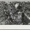 J.A. Johnson's youngest son picking cotton, Statesville, North Carolina