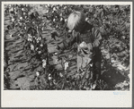 J.A. Johnson's youngest son picking cotton, Statesville, North Carolina