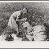 J.A. Johnson's oldest daughter picking cotton in cotton field, Statesville, North Carolina. He is a sharecropper, works about ten acres, receives half the cotton, must pay for half the fertilizer. Landlord furnishes stock and tools