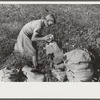 J.A. Johnson's oldest daughter picking cotton in cotton field, Statesville, North Carolina. He is a sharecropper, works about ten acres, receives half the cotton, must pay for half the fertilizer. Landlord furnishes stock and tools