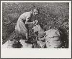 J.A. Johnson's oldest daughter picking cotton in cotton field, Statesville, North Carolina. He is a sharecropper, works about ten acres, receives half the cotton, must pay for half the fertilizer. Landlord furnishes stock and tools