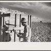Mexican worker, seasonal labor contracted for by planters, weighing and checking off bags of cotton by wagon in field on Knowlton Plantation, Perthshire, Mississippi Delta, Mississippi