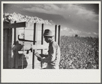 Mexican worker, seasonal labor contracted for by planters, weighing and checking off bags of cotton by wagon in field on Knowlton Plantation, Perthshire, Mississippi Delta, Mississippi