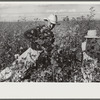 Mexicans, seasonal labor, contracted for by planters, emptying bags of cotton on Knowlton Plantation, Perthshire, Mississippi Delta, Mississippi
