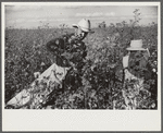 Mexicans, seasonal labor, contracted for by planters, emptying bags of cotton on Knowlton Plantation, Perthshire, Mississippi Delta, Mississippi