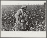 Mexican seasonal labor, contracted for by planters, picking cotton on Knowlton Plantation, Perthshire, Mississippi Delta, Mississippi