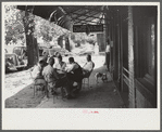 Playing dominoes or cards in front of drug store in center of town, in Mississippi Delta, Mississippi