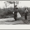 Weighing and picking operations on Nugent cotton plantation, Benoit, Mississippi Delta, Mississippi. The pickers are hired day laborers from Greenville, and receive seventy-five cents per one hundred pounds