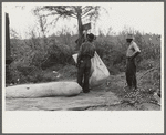 Weighing and picking operations on Nugent cotton plantation, Benoit, Mississippi Delta, Mississippi. The pickers are hired day laborers from Greenville, and receive seventy-five cents per one hundred pounds