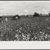 "Riders" bring in the sacks of cotton on mule's back from the field to the wagon where it is unloaded and weighed. This is day labor brought in from Greenville, and the pickers receive 75 cents per 100 lbs., on Nugent Plantation, Benoit, Mississippi