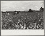 "Riders" bring in the sacks of cotton on mule's back from the field to the wagon where it is unloaded and weighed. This is day labor brought in from Greenville, and the pickers receive 75 cents per 100 lbs., on Nugent Plantation, Benoit, Mississippi