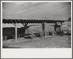 Wagonloads of cotton waiting to be ginned on Knowlton Plantation, Perthshire, Mississippi Delta, Mississippi