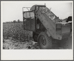 International cotton picker on Hopson Plantation, Clarksdale, Mississippi Delta, Mississippi
