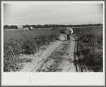 Day laborer carrying sack of cotton from field to cotton house to be weighed, Marcella Plantation, Mileston, Mississippi Delta, Mississippi