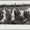 Day laborers picking cotton on Marcella Plantation, Mileston, Mississippi Delta, Mississippi