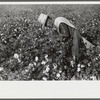 Mexican seasonal labor contracted for by planters, picking cotton on Knowlton Plantation, Perthshire, Mississippi Delta, Mississippi