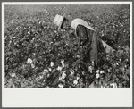 Mexican seasonal labor contracted for by planters, picking cotton on Knowlton Plantation, Perthshire, Mississippi Delta, Mississippi