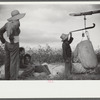 Mexican seasonal laborers weighing cotton they have picked on Knowlton Plantation, Perthshire, Mississippi Delta, Mississippi
