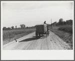 Wagonload of cotton on way to gin, Marcella Plantation Mileston, Mississippi Delta, Mississippi