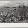 Picking cotton, Nugent Plantation, Benoit, Mississippi Delta, Mississippi