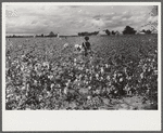 Picking cotton, Nugent Plantation, Benoit, Mississippi Delta, Mississippi