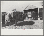Wagons and truckloads of cotton waiting to be ginned on plantation in Mileston, Mississippi Delta, Mississippi