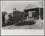 Wagons and truckloads of cotton waiting to be ginned on plantation in Mileston, Mississippi Delta, Mississippi