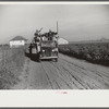 Negroes brought in by truck from nearby towns as day labor for cotton picking. Marcella Plantation, Mileston, Mississippi Delta, Mississippi