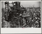 Rust cotton picker in cotton field, Cloverdale Plantation, Clarksdale, Mississippi Delta, Mississippi