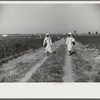 Mexican seasonal laborers returning home after picking cotton on Hopson Plantation, Clarksdale, Mississippi