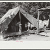 Tent belonging to Mexican labor from Texas, who was brought from Texas by contractor for the duration of cotton picking season. Hopson Plantation, near Clarksdale, Mississippi Delta, Mississippi